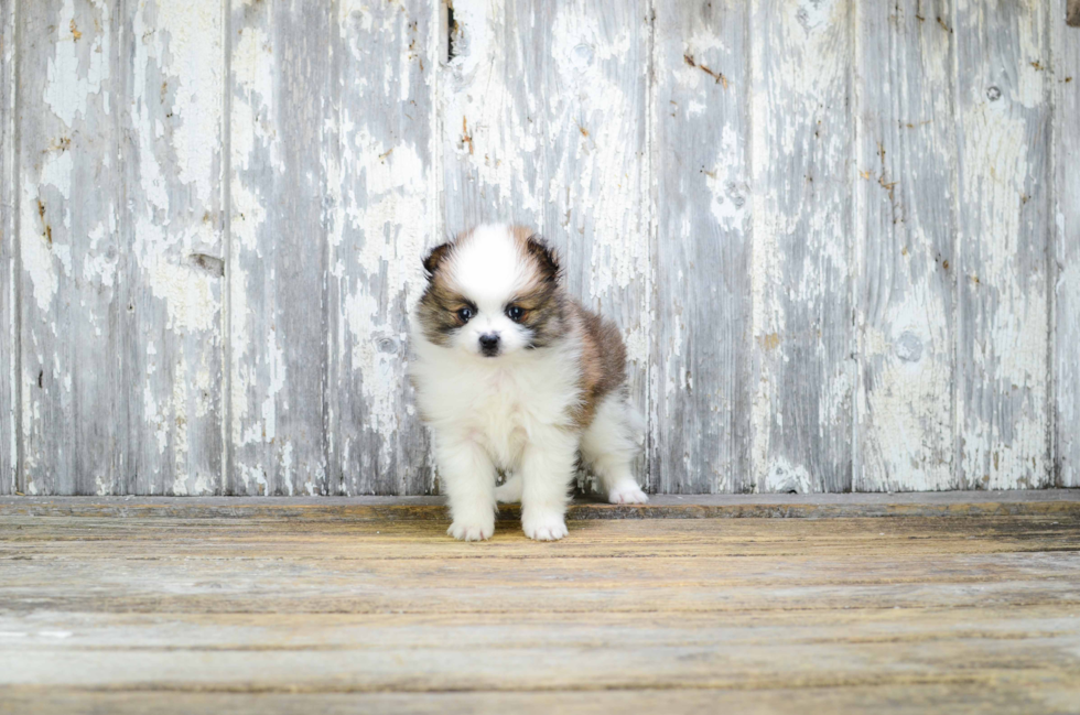 Pomeranian Pup Being Cute