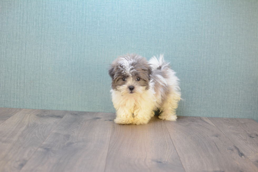 Teddy Bear Pup Being Cute