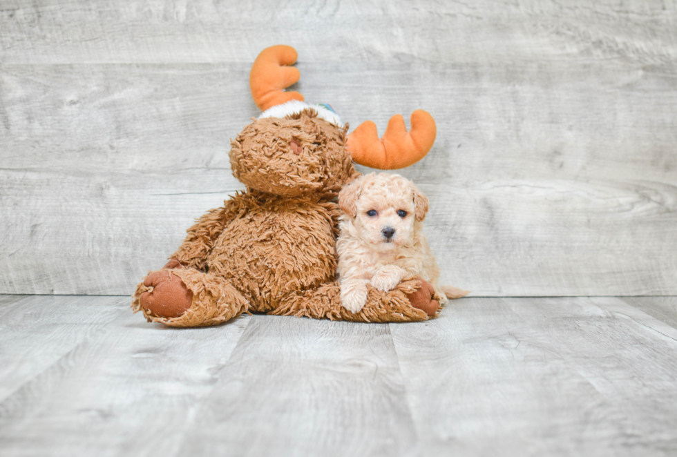 Petite Maltipoo Poodle Mix Pup