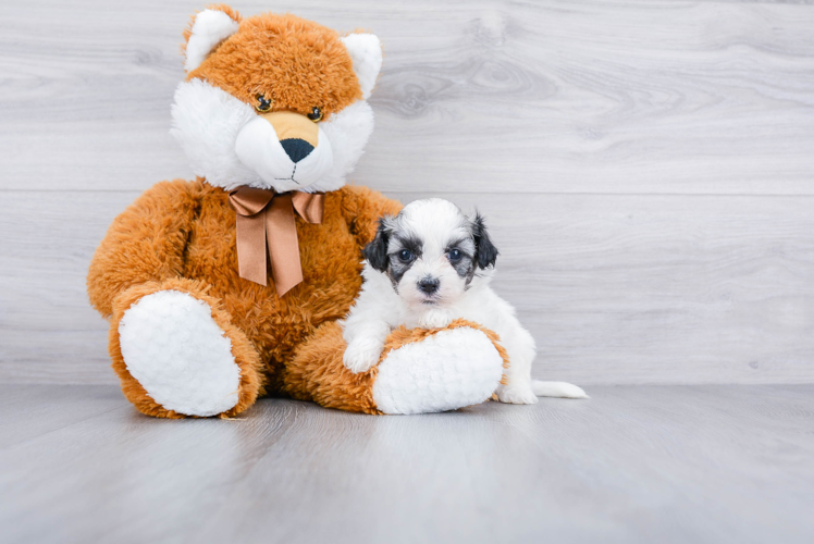 Energetic Shitzu Designer Puppy