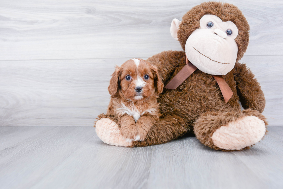 Cavapoo Pup Being Cute