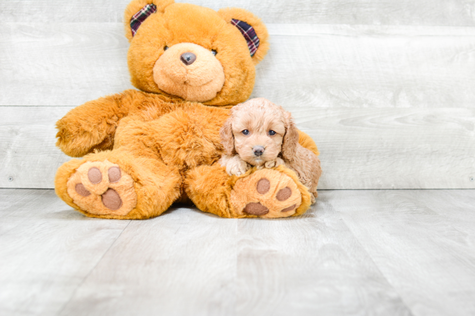 Happy Cockapoo Baby