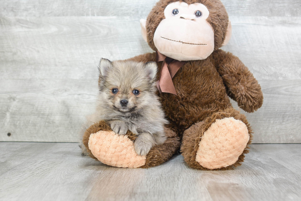 Sweet Pomeranian Purebred Puppy