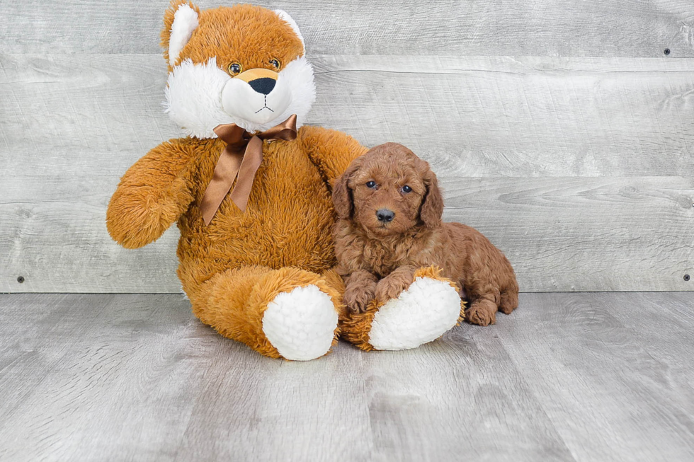 Friendly Mini Goldendoodle Baby