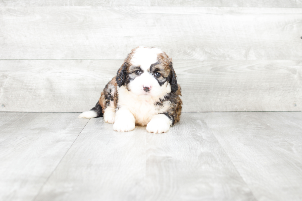 Mini Bernedoodle Puppy for Adoption