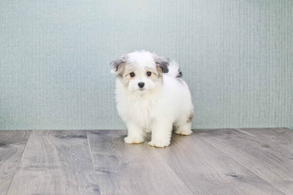 Funny Havanese Purebred Pup