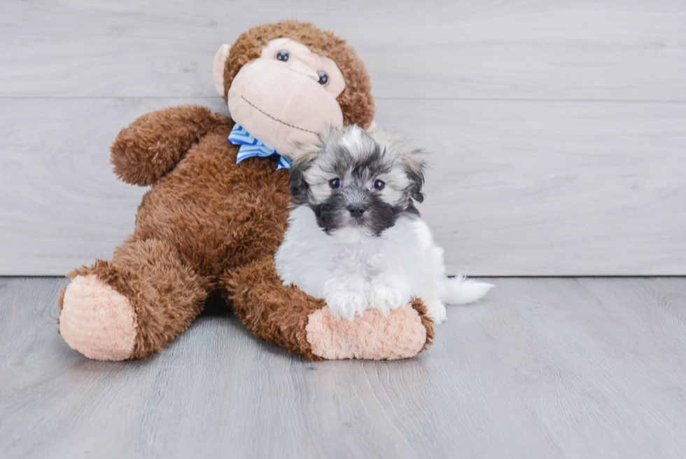 Best Havanese Baby