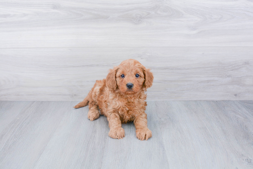 Small Cavapoo Baby