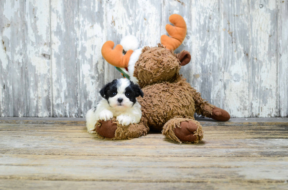 Popular Teddy Bear Designer Pup