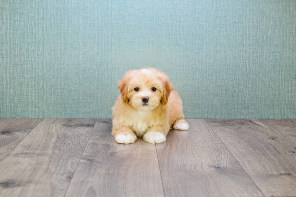 Maltipoo Puppy for Adoption