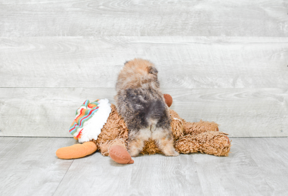 Playful Pomeranian Purebred Pup