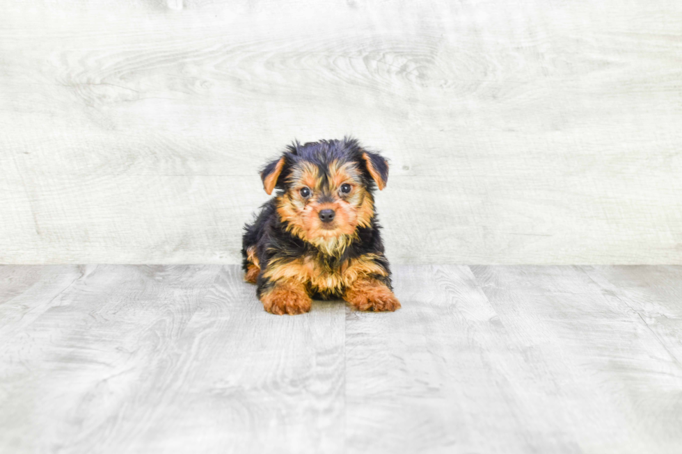 Meet Stevo - our Yorkshire Terrier Puppy Photo 