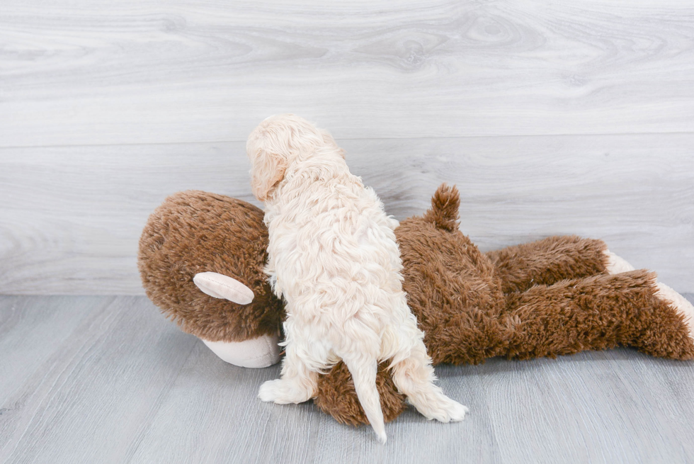 Cavachon Pup Being Cute