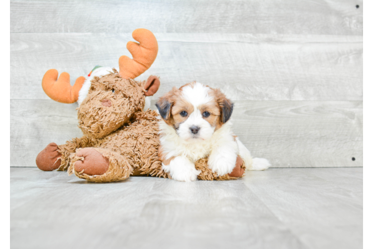 Smart Teddy Bear Designer Pup