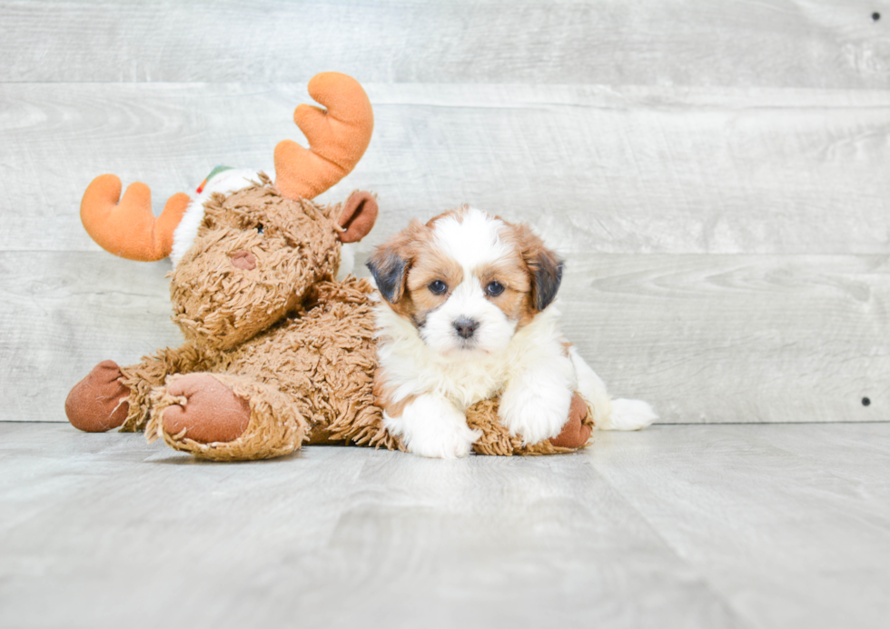 Smart Teddy Bear Designer Pup