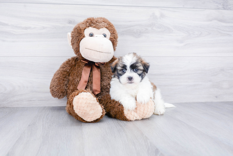 Teddy Bear Pup Being Cute