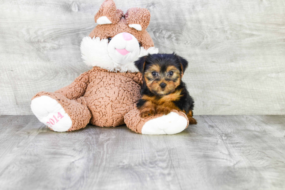 Meet Joey - our Yorkshire Terrier Puppy Photo 