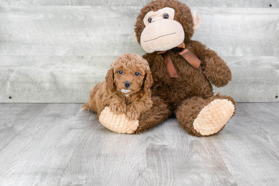 Playful Cavoodle Poodle Mix Puppy