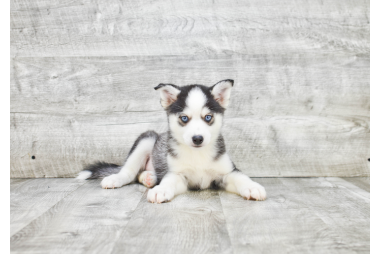 Small Pomsky Baby