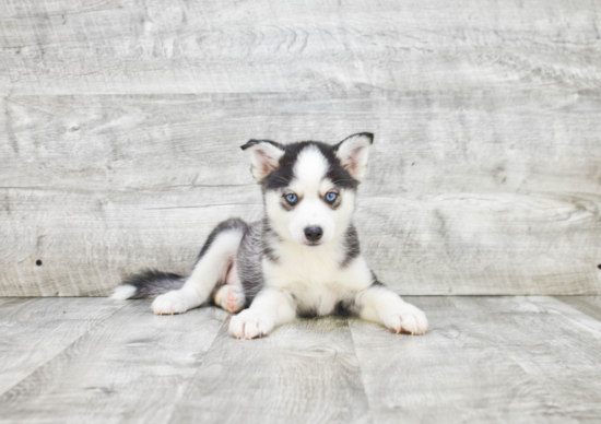 Small Pomsky Baby