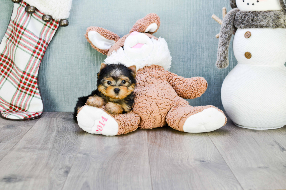 Meet Beckham - our Yorkshire Terrier Puppy Photo 