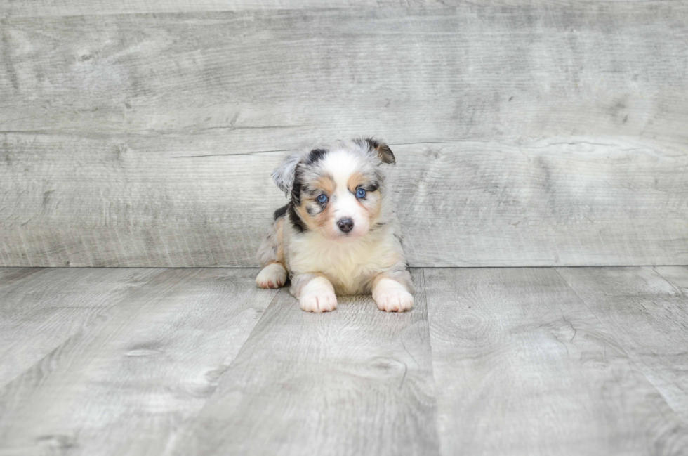 Mini Aussiedoodle Puppy for Adoption