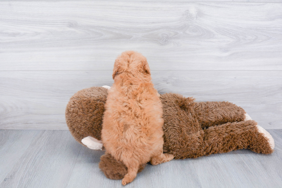 Funny Mini Goldendoodle Poodle Mix Pup