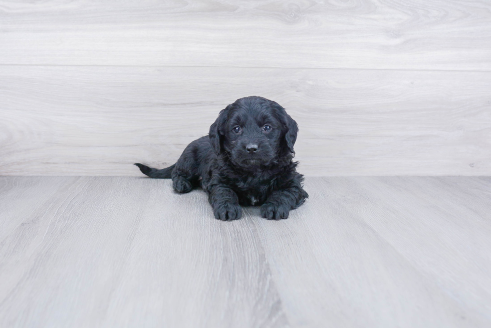 Mini Goldendoodle Pup Being Cute