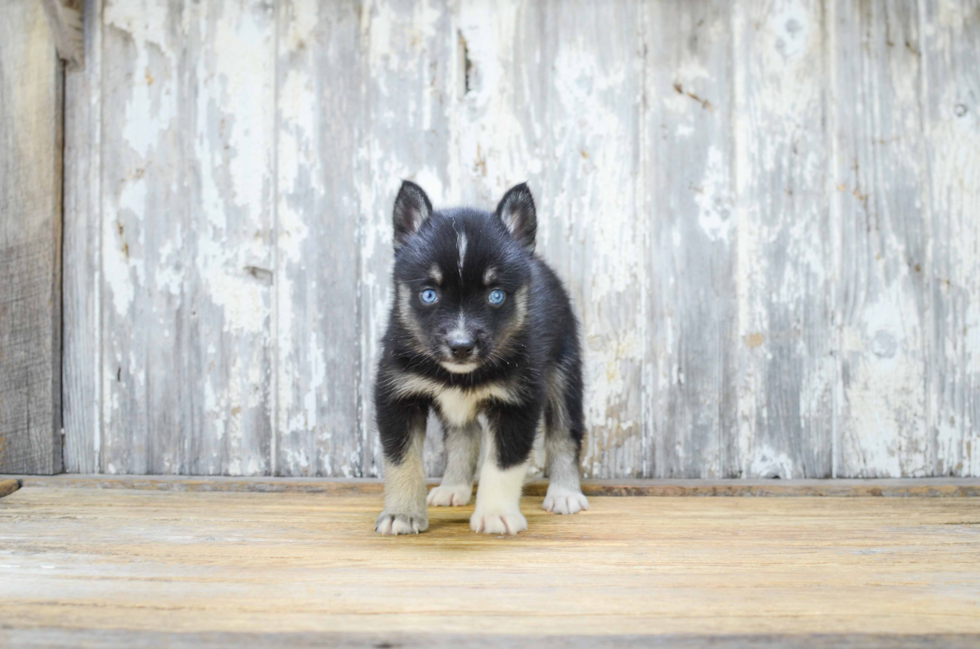 Popular Pomsky Designer Pup