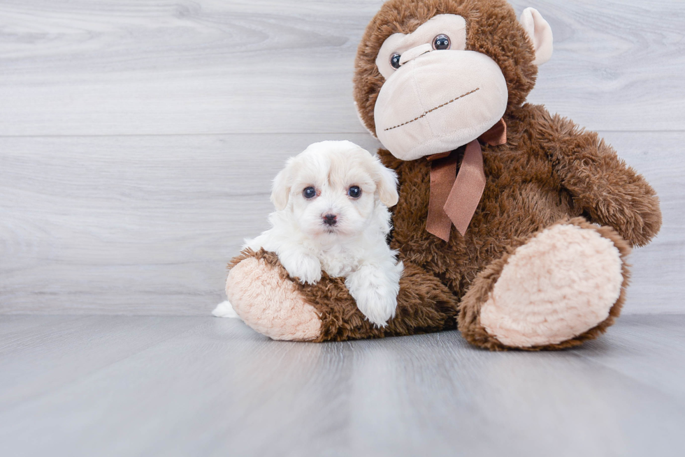 Fluffy Havanese Purebred Puppy