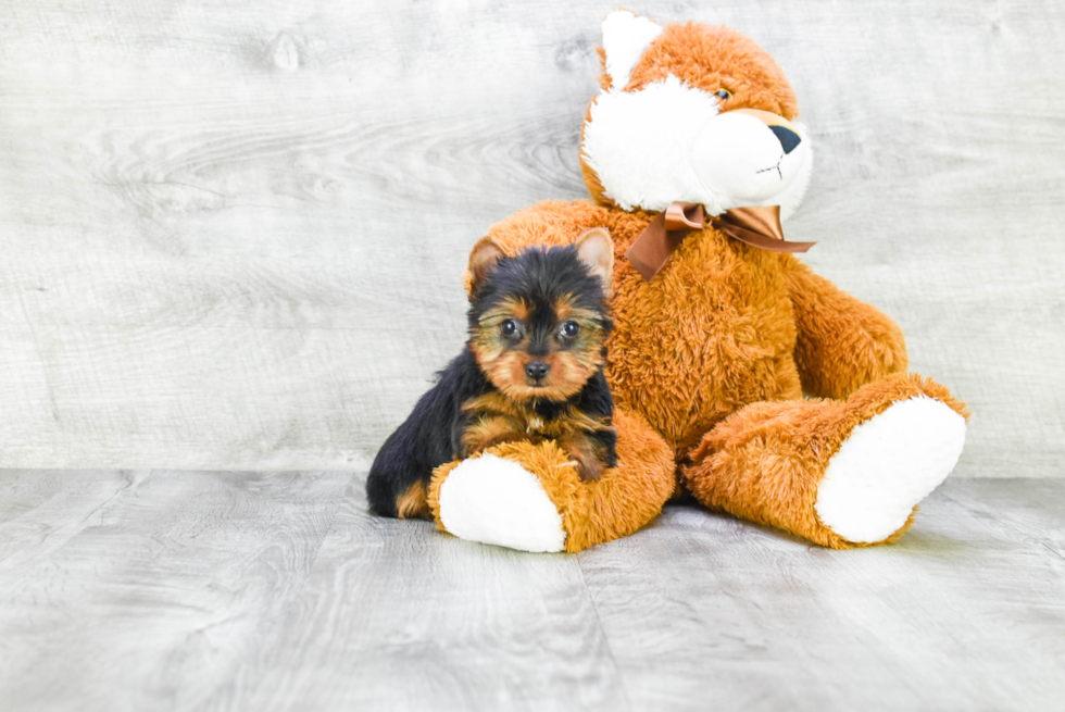 Meet Tinkerbell - our Yorkshire Terrier Puppy Photo 