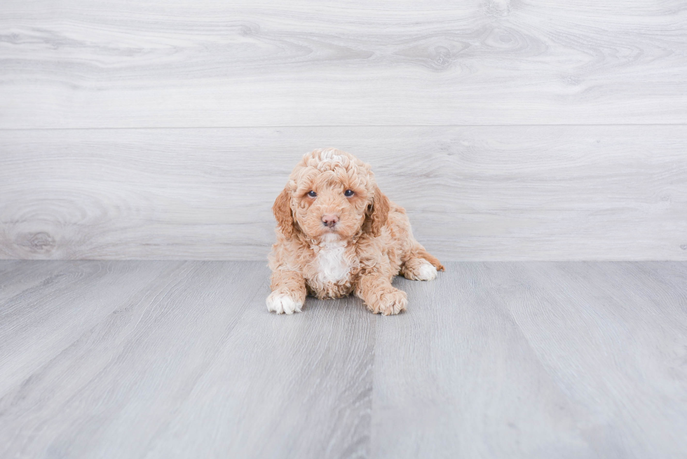 Mini Goldendoodle Puppy for Adoption