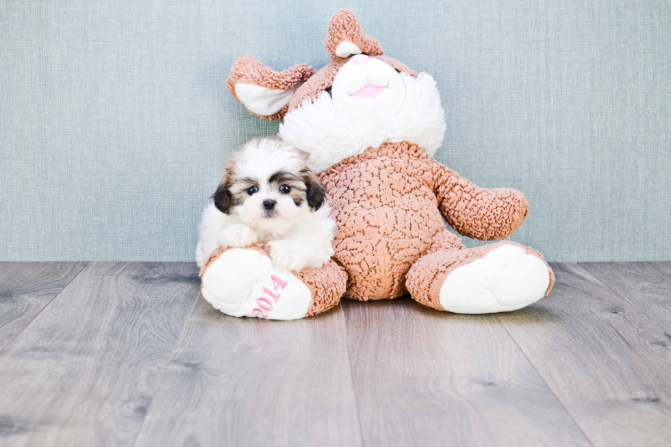 Playful Shichon Designer Puppy