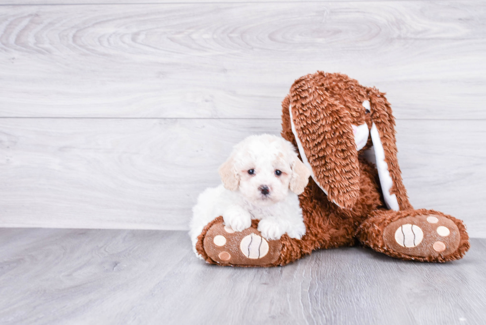 Cockapoo Pup Being Cute