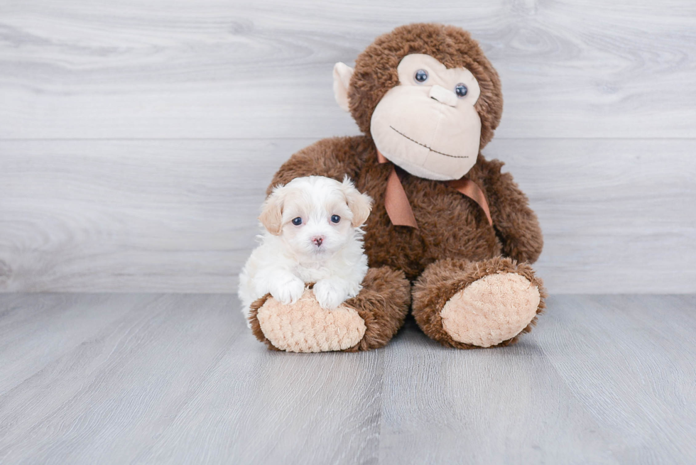 Sweet Maltipoo Baby