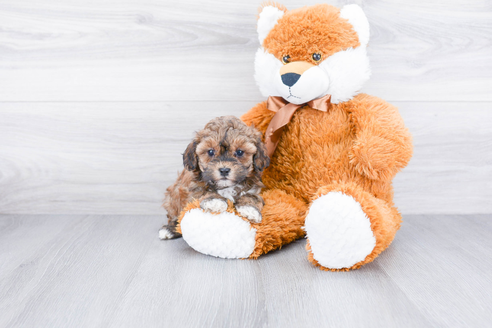 Hypoallergenic Maltepoo Poodle Mix Puppy