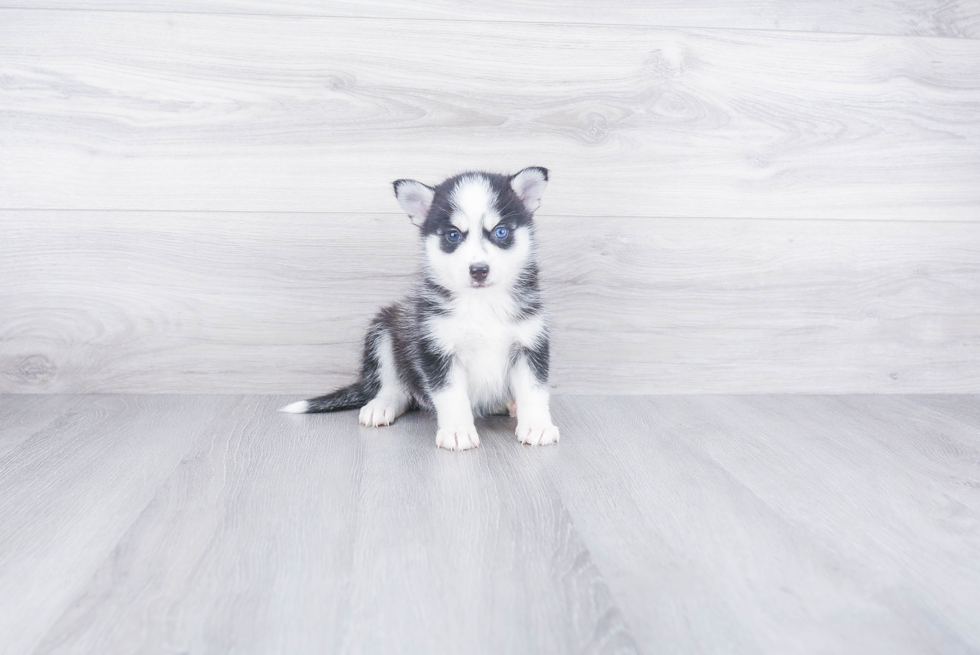 Friendly Pomsky Baby