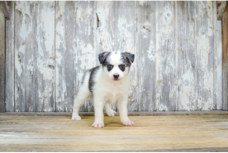 Pomsky Puppy for Adoption