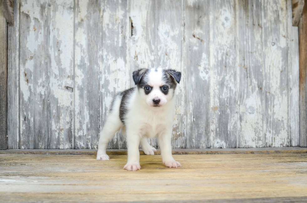 Pomsky Puppy for Adoption