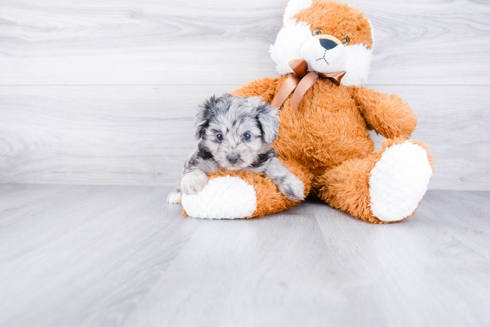 Smart Mini Aussiedoodle Poodle Mix Pup