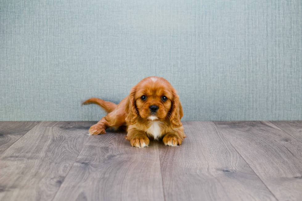 Little Cavalier King Charles Spaniel Baby