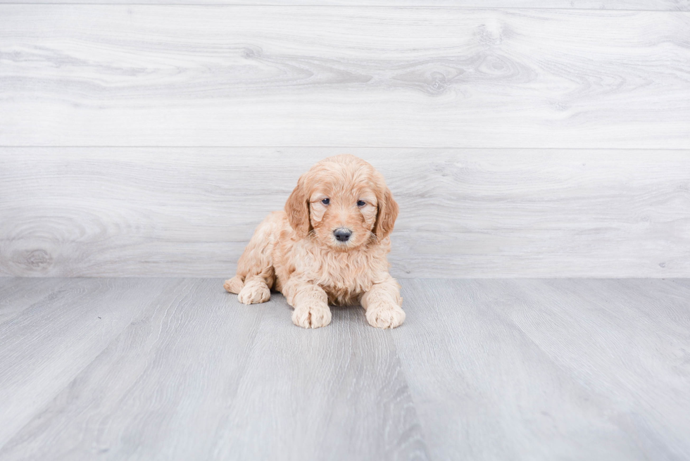 Fluffy Mini Goldendoodle Poodle Mix Pup