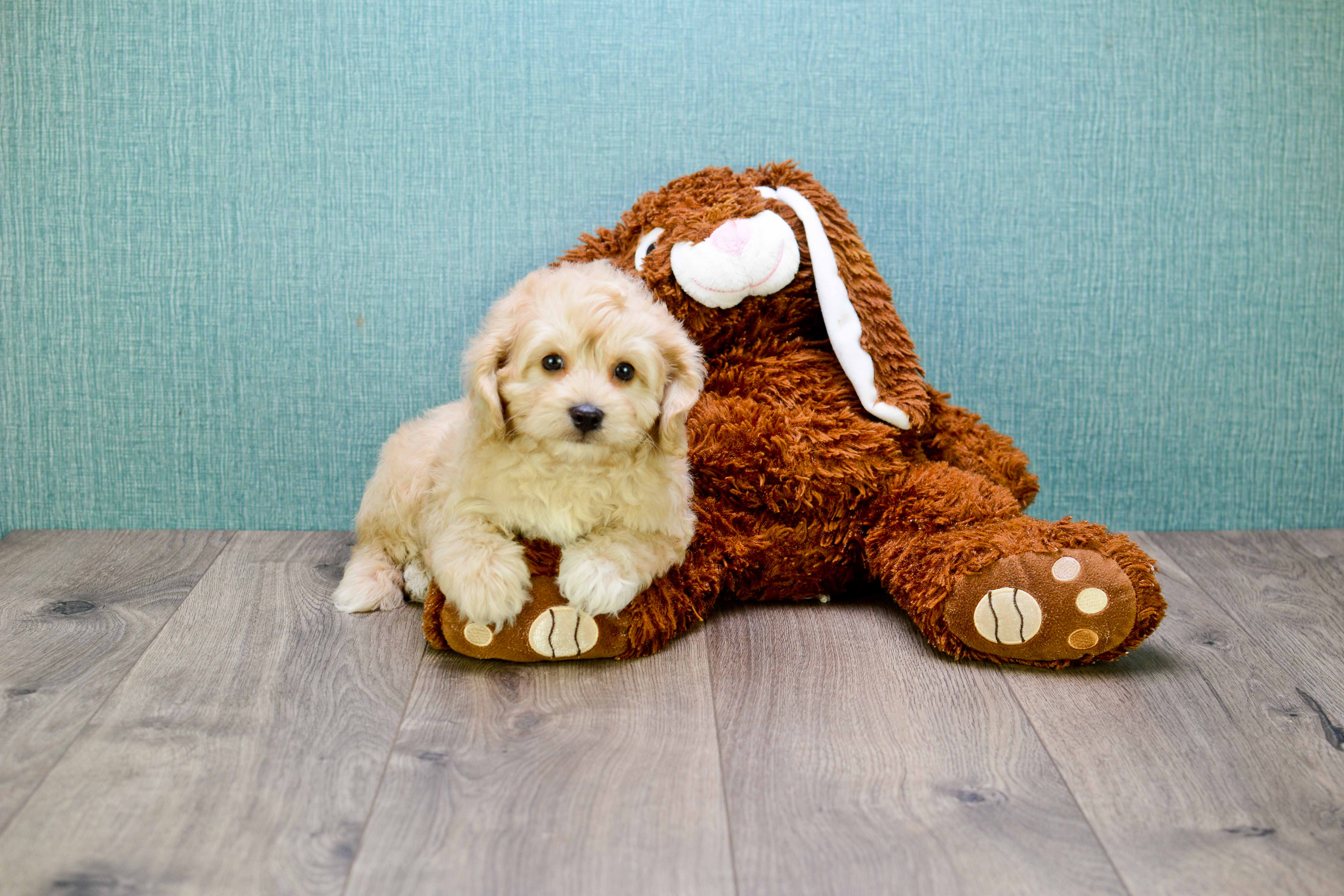 Cavapoo Puppy for Adoption