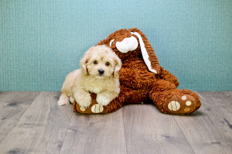 Cavapoo Puppy for Adoption