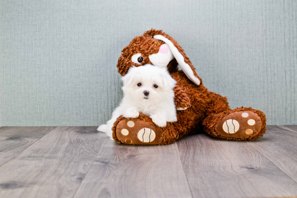 Maltese Puppy for Adoption