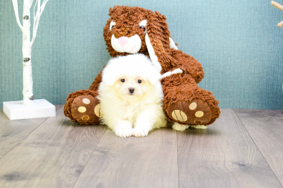 Best Maltipom Baby