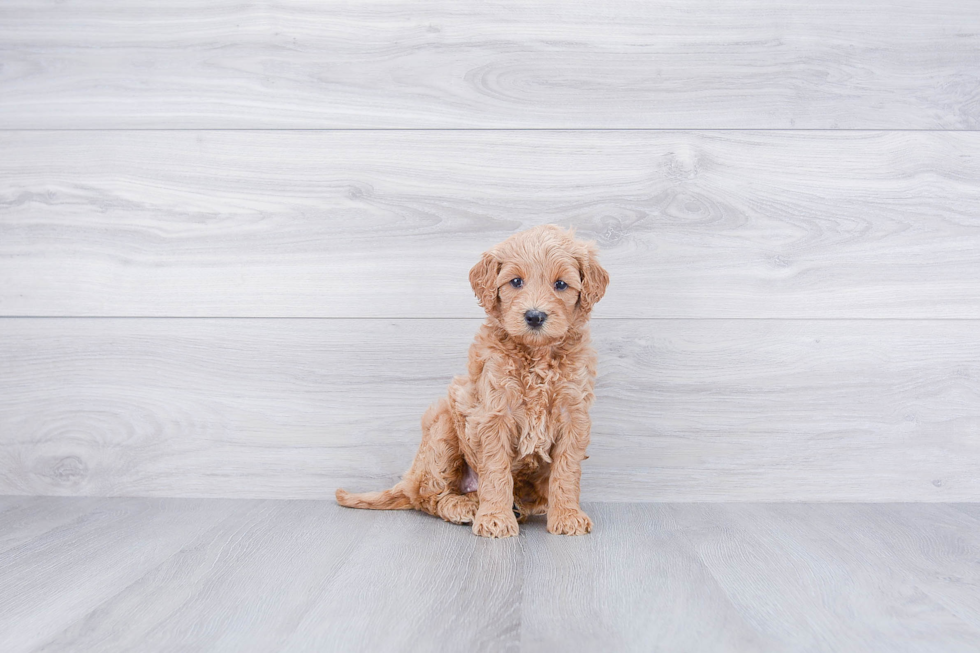 Little Golden Retriever Poodle Mix Puppy