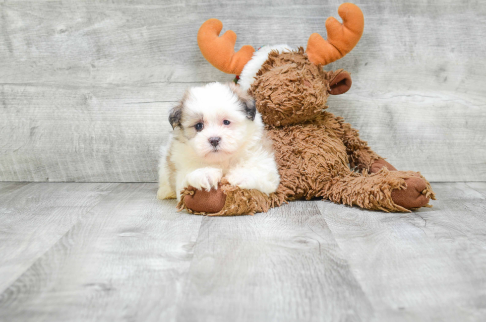 Happy Teddy Bear Baby