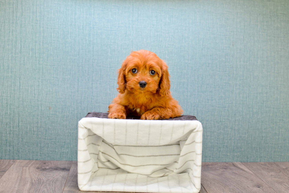 Little Cavoodle Poodle Mix Puppy