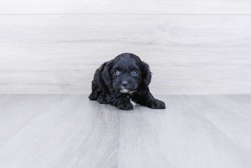 Petite Cavapoo Poodle Mix Pup